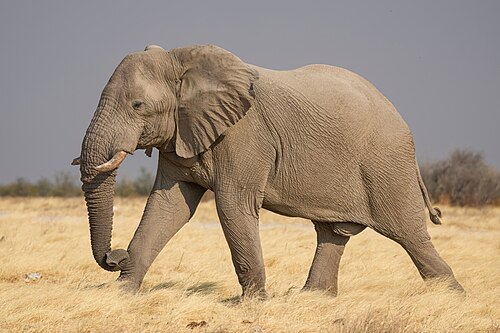 African bush elephant